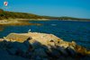 Galeb na plaži Palud Rovinj