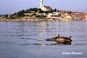 Pogled na grad Rovinj i delfine